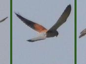 Faucon crécerelle redoutable chasseur