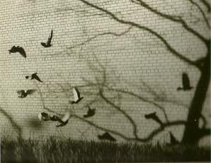 KERTESZ Pigeons, Briques et arbres 1977