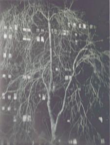 KERTESZ-New-York-1958-arbre.jpg