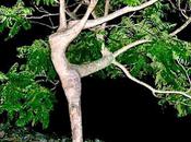 L’arbre (Luis Mizón)