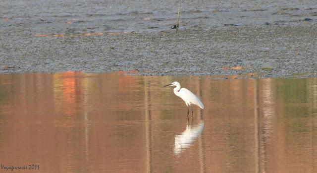 Oiseaux de Thaïlande