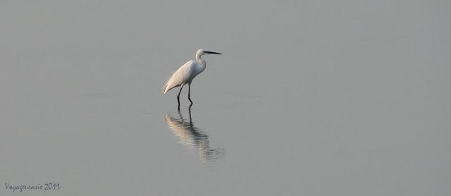 Oiseaux de Thaïlande
