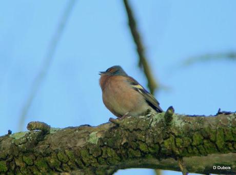 Pinsons des arbres.


Le Pinson des arbres est un petit p...