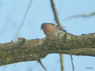 Pinsons des arbres.


Le Pinson des arbres est un petit p...