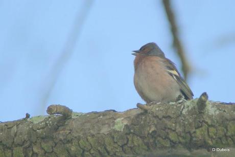Pinsons des arbres.


Le Pinson des arbres est un petit p...