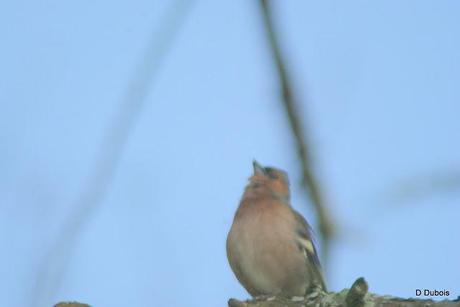 Pinsons des arbres.


Le Pinson des arbres est un petit p...