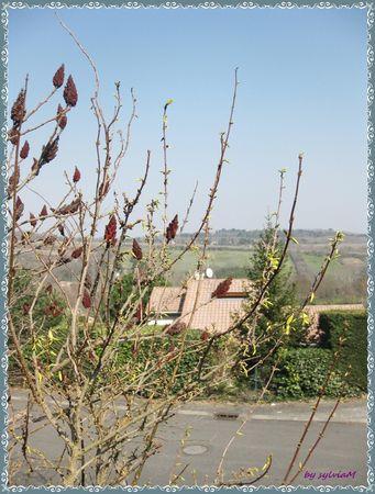 Dans mon jardin il y a ....