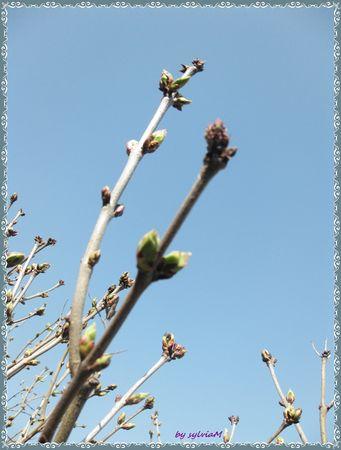 Dans mon jardin il y a ....