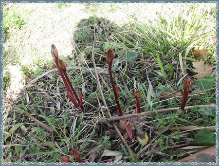 Dans mon jardin il y a ....