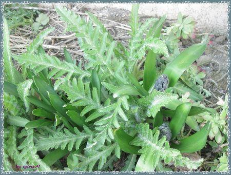 Dans mon jardin il y a ....