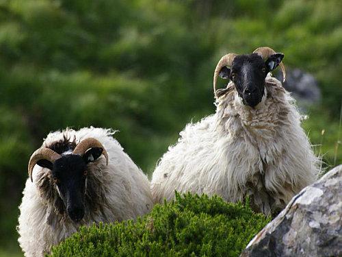 des-moutons-a-tete-noire_620x465.jpg