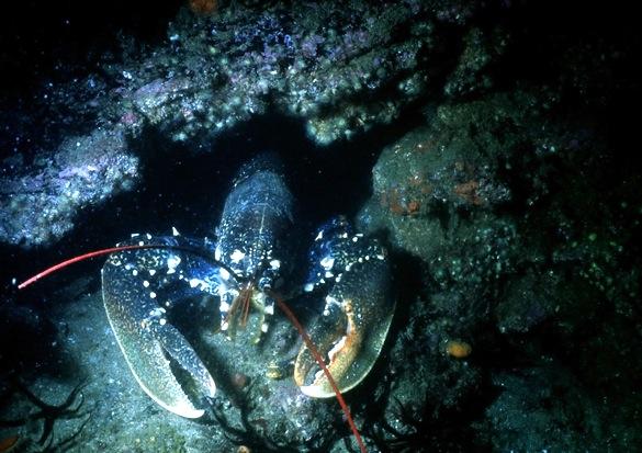 Le Complexe du Homard