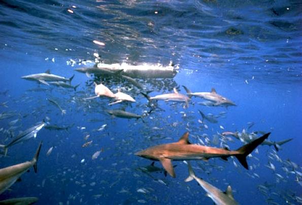 Le Complexe du Homard