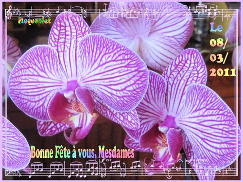 orchidees-mauves.jpg