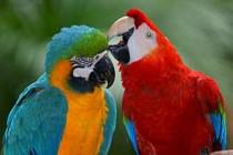 Les Grands Explorateurs Brésil Un jardin pour la planète