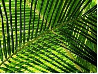 La Chine souhaite une croissance verte !