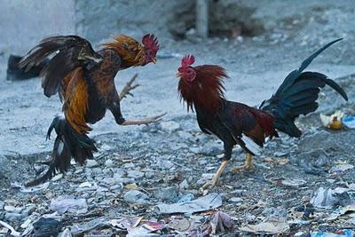 Le combat électoral