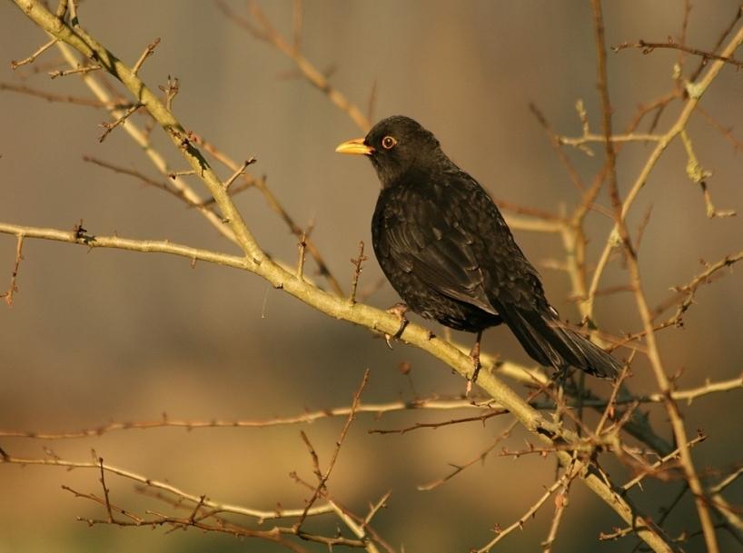 Le merle siffle (Roger Munier)