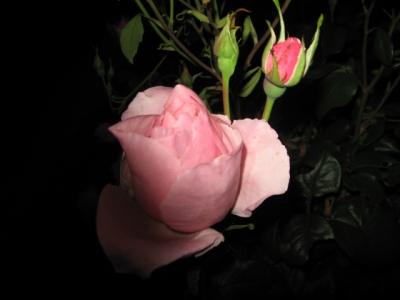 Il y a deux roses dans la rose (Roger Munier)