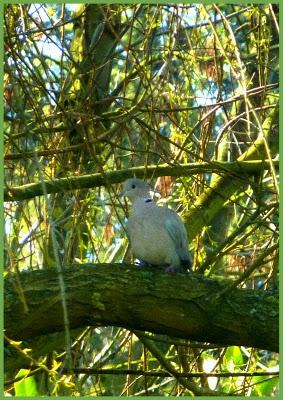 ça y est , le jardin s'étoffe ! Partagé entre les jo...
