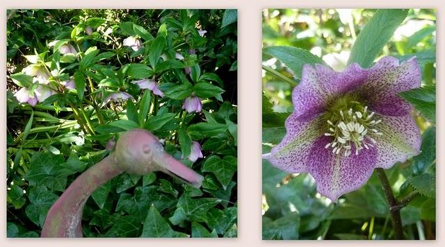 ça y est , le jardin s'étoffe ! Partagé entre les jo...