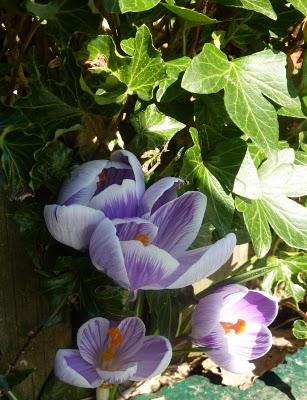 ça y est , le jardin s'étoffe ! Partagé entre les jo...