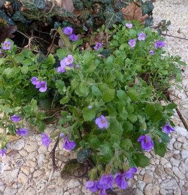 ça y est , le jardin s'étoffe ! Partagé entre les jo...