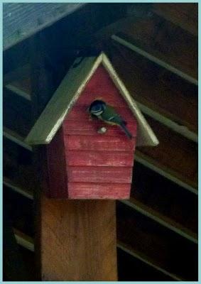 ça y est , le jardin s'étoffe ! Partagé entre les jo...