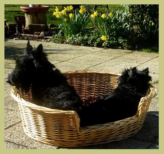 ça y est , le jardin s'étoffe ! Partagé entre les jo...