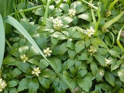 ça y est , le jardin s'étoffe ! Partagé entre les jo...