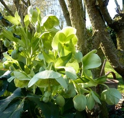 ça y est , le jardin s'étoffe ! Partagé entre les jo...