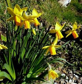 ça y est , le jardin s'étoffe ! Partagé entre les jo...