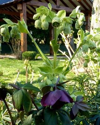 ça y est , le jardin s'étoffe ! Partagé entre les jo...