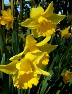ça y est , le jardin s'étoffe ! Partagé entre les jo...