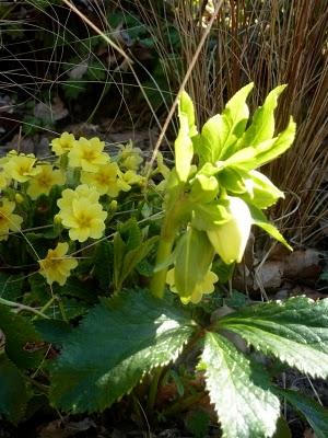 ça y est , le jardin s'étoffe ! Partagé entre les jo...