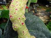 Exposition universelle Trocadéro