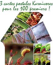 Cadeau : Cartes postales Karnivores