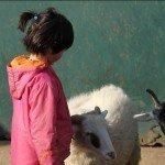 Des animaux à caresser.