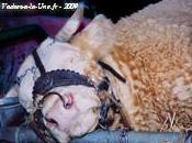 entreprises, l’Etat, c’est mâle coupable