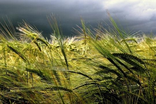 Orage (Jamel Eddine Bencheikh)