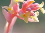 Tillandsia jucunda sont fleurs