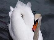 nage cygne