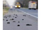 Quand Milan Balltrap