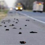 Quand Milan se met au Balltrap