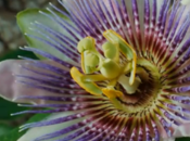 Pollen, monde méconnu fleurs pollinisateurs