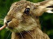 L'antispécisme, n'est idée neuve