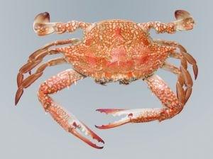 Crabzilla envahit la France !