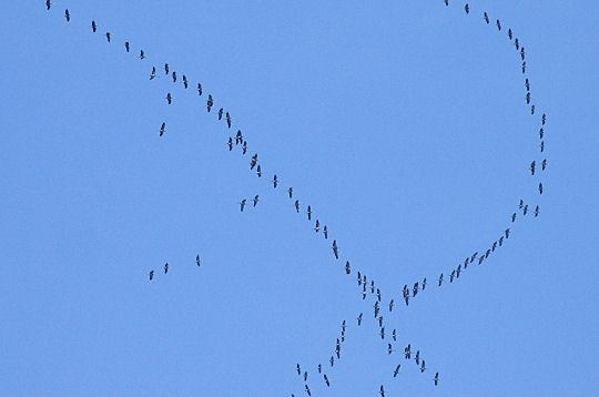 Aux yeux des oiseaux (Abbas Kiarostami)