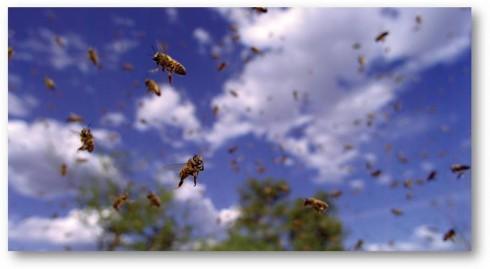 Pollen, le film des abeilles