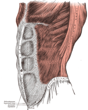 Oblique externe de l'abdomen - Grand oblique